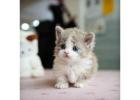 Munchkin cat for sale