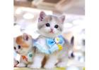 Munchkin cat for sale -Texas