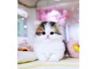 Munchkin cat for sale -NC