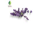 Trusted Lavender Oil Manufacturer & Exporter – SVA 