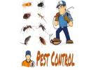 Pest control Services in Delhi