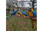 hyacinth-macaw-parrots -for-sale