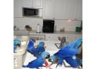 hyacinth-macaw-parrots -for-sale