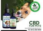 Soothe Your Pet Naturally with CBD for Pets: Comfort in Every Treat!