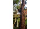 Arboriculture Maintenance Northern Beaches